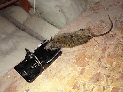 rodent trapping